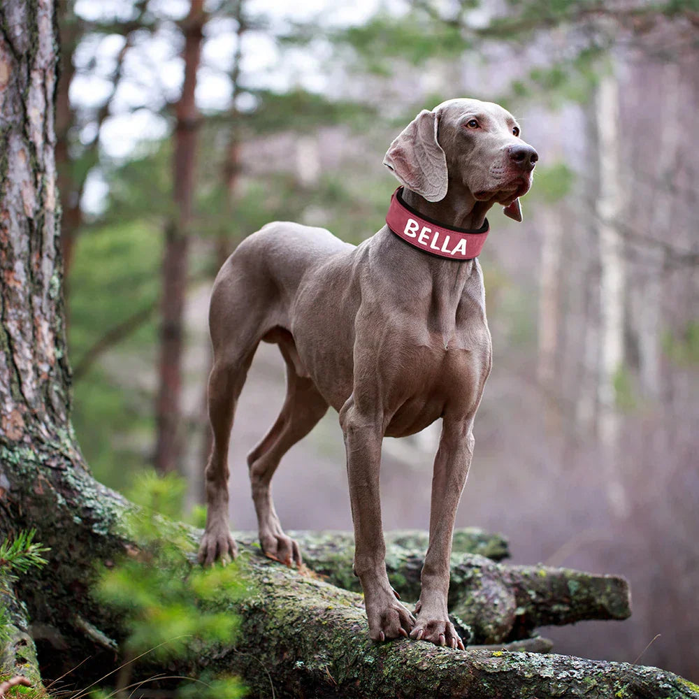 Personalized Coffee Leather Collar